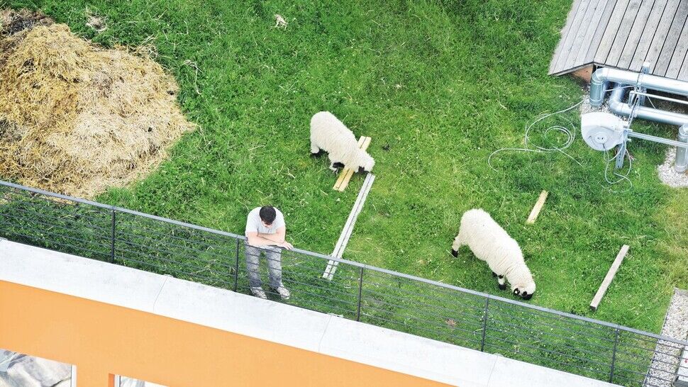 Grünes Dach: Da fühlen sich sogar die Schafe wohl, wie hier hoch oben im Werksviertel in der Landeshauptstadt München. 