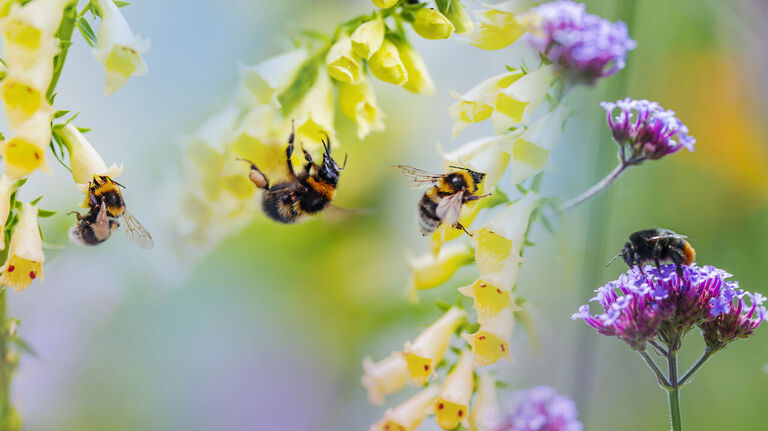 Am Ziel: Bienen finden dank bunter Blüten zum Nektar.