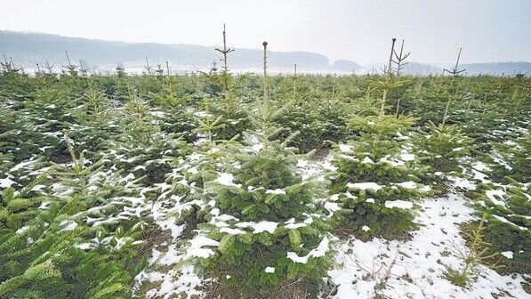 Sonderkultur: Der Anbau von Weihnachtsbäumen, hier schneebedeckte Nordmanntannen.