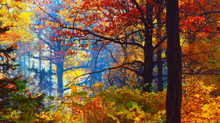 Bunt: Herbstlaub verleiht dem Wald einen ganz eigenen Zauber.