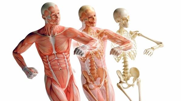 Beweglich bleiben: Muskeln, Bindegewebe, Knorpel, Knochen und Gelenke sollen in Zukunft viel länger halten als bisher. Oder auch durch spezielle Therapien „wiederhergestellt“ werden können.