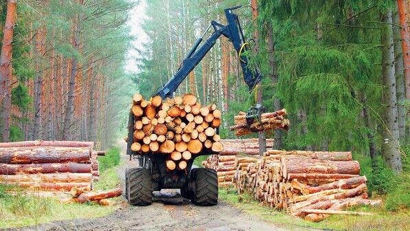 Holztransporter bei der Arbeit: Ein großer Teil der Ernte wird exportiert, etwa in die USA und nach China. 