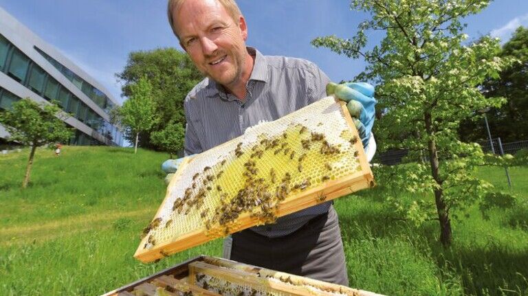 Angstfrei: Hobby-Imker Rainer Grendel mit Bienen, die auf dem Firmengelände von Dräger in Lübeck leben. Foto: Christian Augustin