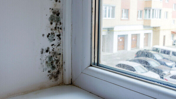 Ärgerlich: Schimmel am Fenster kann durch eine schlechte Dämmung oder falsches Lüften entstehen.