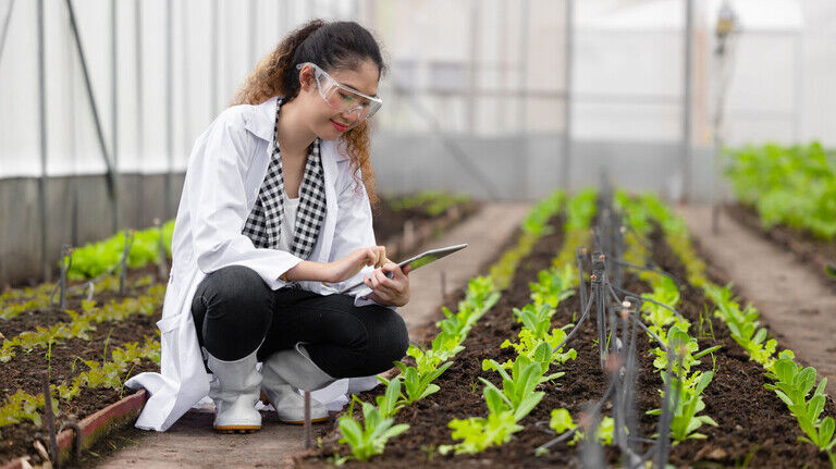 Pflanzenzüchtung: Rund um den Globus nutzen zahlreiche Forschungsprojekte die Methode der Gen-Schere, um Nahrungspflanzen gezielt zu verändern.