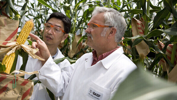 Gegen Trockenheit tolerant: Pflanzenforscher der BASF züchten im Gewächshaus Maispflanzen.