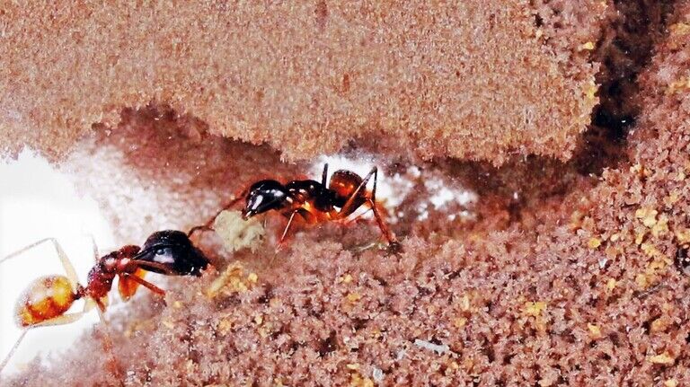 Ameisen sind ein spannendes Beobachtungsobjekt. Sie sind unermüdlich tätig und gut organisiert.