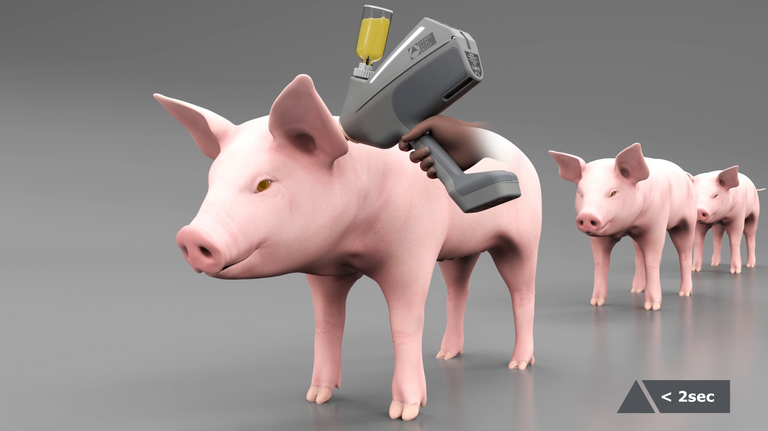Besser für Schweine: Die Impfung ohne Nadel ist schmerzfreier und geht schneller.