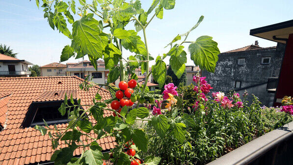 Tomatenpflanze: Das Nachtschattengewächs fühlt sich auch im Topf auf dem Balkon wohl. Aber Achtung: Es gibt Regeln für die Anpflanzung von Obst und Gemüse auf Balkon oder Gemeinschaftsgarten. 