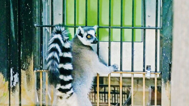 Lemur am Bildschirm: Ein neugieriger Katta im Zoo Heidelberg.