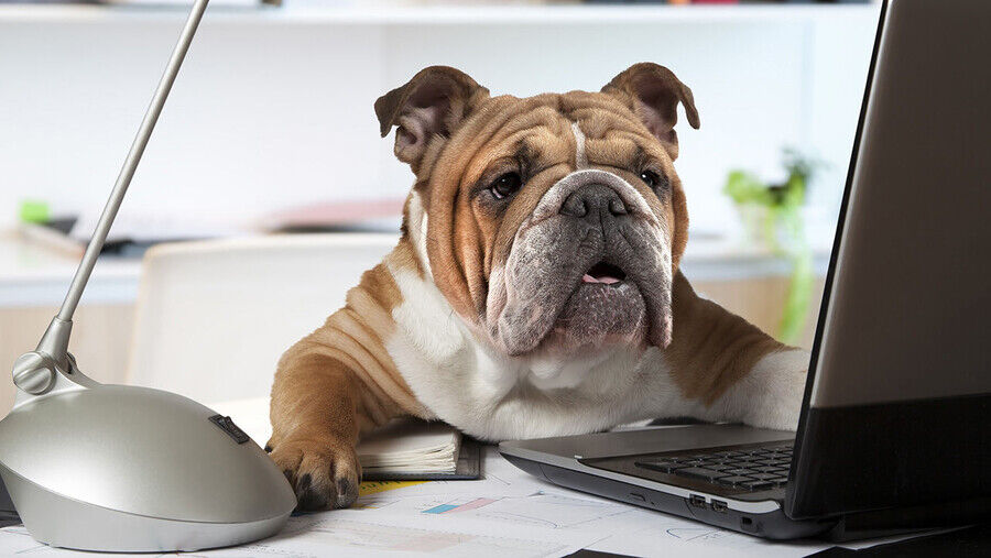 Hunde im Büro: Darf man Haustiere mit Arbeit nehmen?